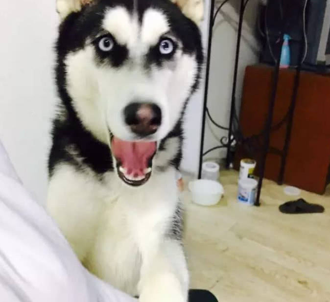 HB全新R星主题包开卖 包含多款神作千万不要错过-米兰官方网站(图2) milan米兰app官网