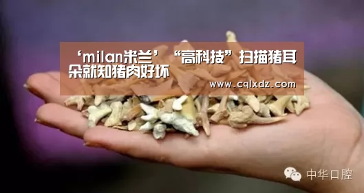 ‘milan米兰’“高科技”扫描猪耳朵就知猪肉好坏(图2) milan米兰app官网