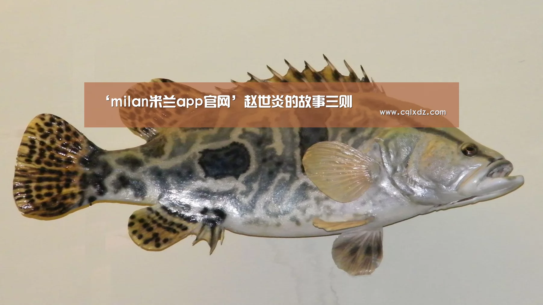 milan米兰app官网